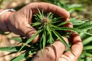 Interdiction des aliments au CBD en France : colère des professionnels