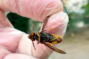 Invasion de frelons asiatiques dans le Pays de Grasse : pièges naturels et destruction des nids