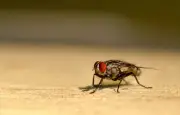 Invasion de mouches en Catalogne : cellule de crise activée