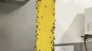 Invasion de mouches à Hostalric : commerces fermés et cellule de crise