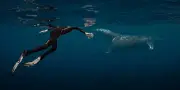 La baleine et le musicien : récit d'une rencontre musicale avec un cétacé