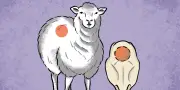 La laine de mouton, alliée inattendue pour la régénération osseuse