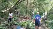 La renouée du Japon progresse sur la Dourbie : vigilance renforcée