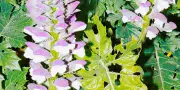 L'acanthe à feuilles molles : une héroïne de la résistance végétale