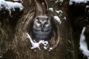 «Le Chant des forêts» : Vincent Munier transmet sa passion du sauvage