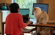 Le narcissisme des patrons expliquerait le refus du télétravail