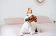 Les chiens comprennent-ils vraiment les mots ? Décryptage des études récentes