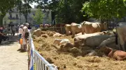Les JMS transforment les Jardins de la Fontaine en campagne gardoise