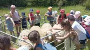 Les élèves découvrent le pastoralisme au domaine de La Fage