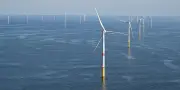 L'essor de l'éolien en mer pourrait transformer durablement la biodiversité