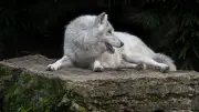 Éleveur lozérien condamné pour avoir empoisonné sept loups au parc du Gévaudan