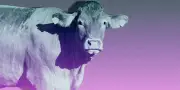 Loi d'urgence agricole : une menace pour les fermes-usines ?