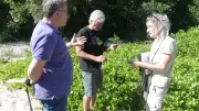 Lutte contre l'ambroisie : opération au pont de Salindres