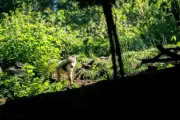 Naissance de trois louveteaux et deux cabris au parc Alpha, votez pour leurs prénoms