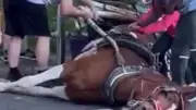 New York : un cheval de calèche s'effondre et meurt en pleine rue