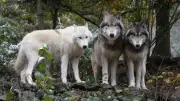 Parcs zoologiques de Lozère reversent 0,50 € à Petits Princes le 27 juin