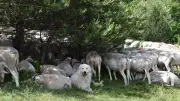 Patous en Cévennes : prudence pour les randonneurs face aux chiens de protection