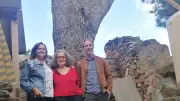 Pin d'Alep protégé 99 ans par ORE dans l'Hérault