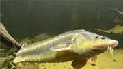 Plongeur face à un silure géant dans le lac Léman