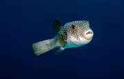 Poisson-globe à tête de lièvre : des morsures inquiètent en Grèce