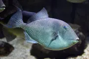 Poisson mordeur : nouvelle attaque sur la Côte d'Azur, un septuagénaire mordu