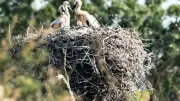 À Portiragnes, cigogneaux et gravelots prospèrent sous haute protection
