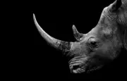 Pourquoi la corne de rhinocéros est-elle si chère ?