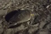 Première ponte de tortue caouanne de la saison dans le Var