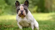 Rendez-vous galant fatal : son chien meurt enfermé dans la voiture