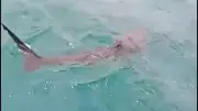 Requin filmé à l'entrée du port du Cap d'Agde : la vidéo qui fait réagir