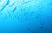 Réserve Cerbère-Banyuls : 50 ans de protection marine exemplaire