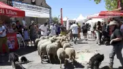 Salon des agricultures méditerranéennes : une 3e édition pour échanger et découvrir
