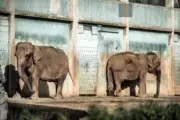 Stéphanie de Monaco va recueillir Baby et Nepal
