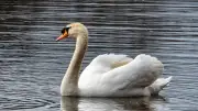Tentative de capture des cygnes de Sommières : deux oiseaux retrouvés dans une voiture