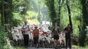 Transhumance de 400 brebis vers le lac des Pises dans le Gard