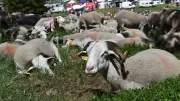 Transhumance à l'Aigoual : l'herbe moins verte, le climat inquiète