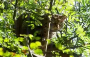 Un chasseur confond un chat sauvage avec un lynx et est condamné