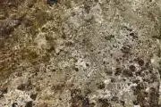 Un dauphin échoué découvert sur la plage de Carqueiranne dans le Var