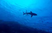 Un drone utilisé pour sauver un surfeur d'un requin en Californie