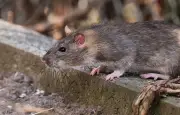 Un enfant de 6 ans mordu par un rat dans une école à Rouen