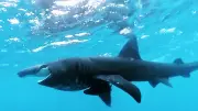 Un jeune requin-pèlerin observé près du port du Cap d'Agde