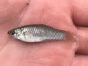 Un poisson survit sans mâles depuis 100 000 ans