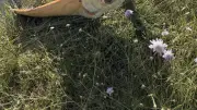 Un silure albinos rare pêché par Benjamin Volle à Aigues-Mortes