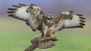 Un trailer attaqué par une buse dans le Jura : trois entailles à la tête