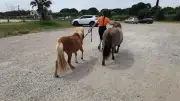 Une ado de 14 ans maîtrise trois poneys affolés sur la route près de Sète