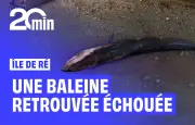 Une baleine de 10 mètres s'échoue et meurt sur l'île de Ré