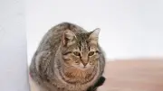 Vacances : que faire de son animal ? Racontez vos solutions