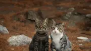 Var : locataire démembre et brûle deux chats, interné pour irresponsabilité
