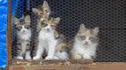 Vol de chats au Vietnam : 480 félins saisis, 9 arrestations