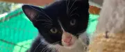 Vol de deux chatons à Sète : l'association dénonce un acte de maltraitance